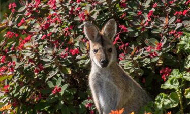 wallaby, young, rednecked wallaby, brown, grey, fur, curious, australia, queensland, marsupial, wild, kangaroo, wallaby, australia, australia, australia, australia, queensland, kangaroo, kangaroo, kangaroo, kangaroo, kangaroo