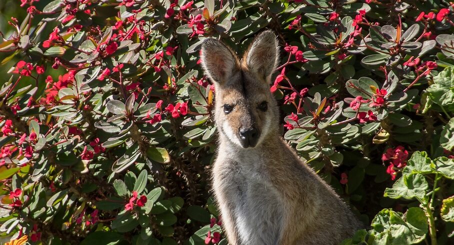 wallaby, young, rednecked wallaby, brown, grey, fur, curious, australia, queensland, marsupial, wild, kangaroo, wallaby, australia, australia, australia, australia, queensland, kangaroo, kangaroo, kangaroo, kangaroo, kangaroo