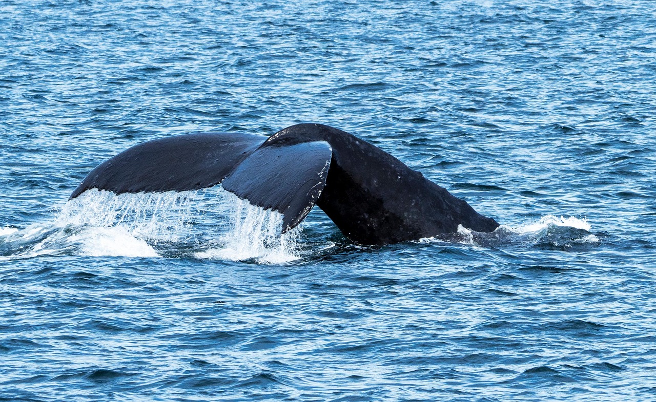 whale, sea, humpback whale, ocean, mammal, nature, vancouver, vancouver island, canada, whale, whale, humpback whale, humpback whale, humpback whale, vancouver, vancouver, vancouver, vancouver island, vancouver island, vancouver island, vancouver island, vancouver island