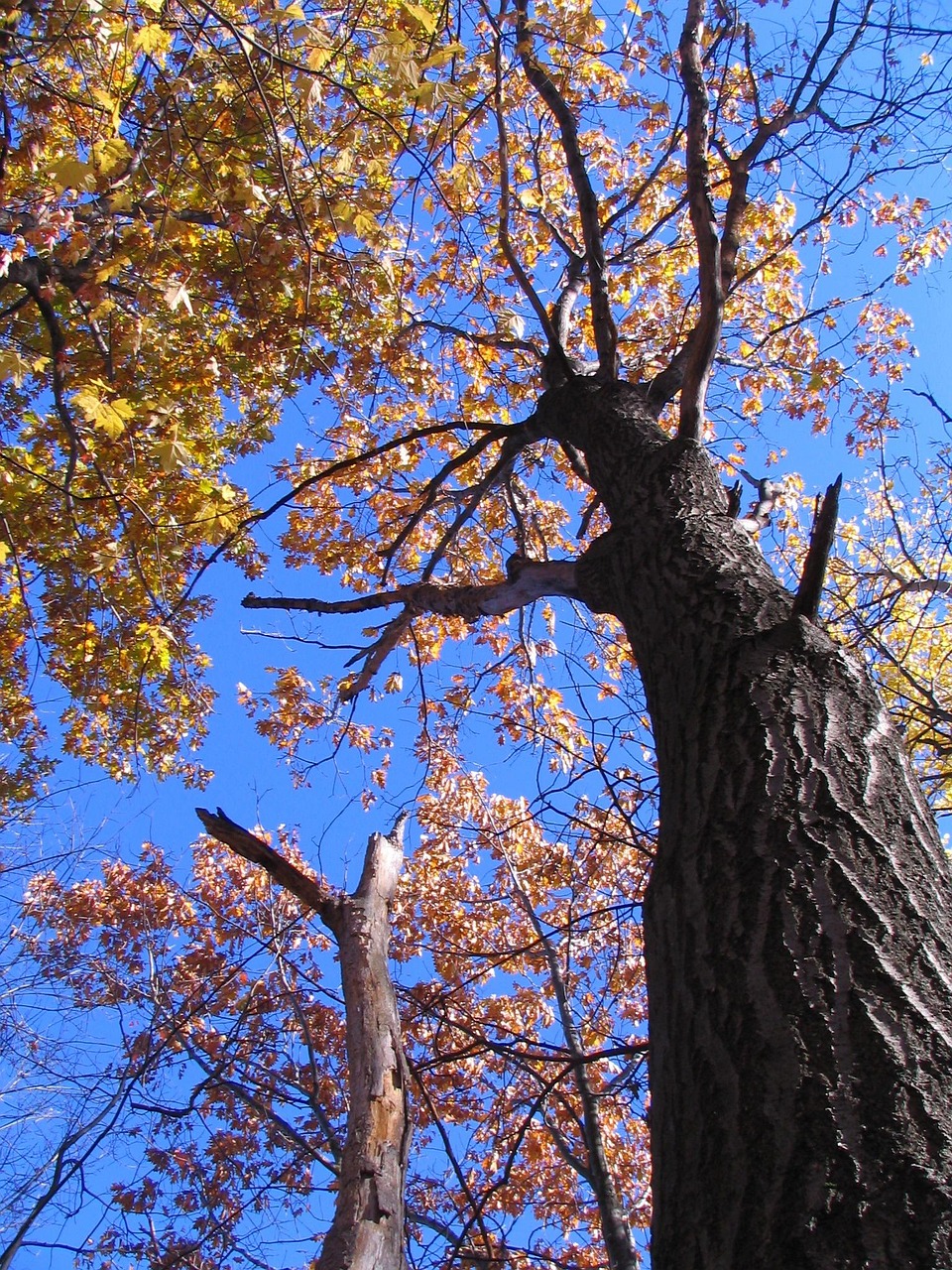 fall, terrebonne, quebec, montreal