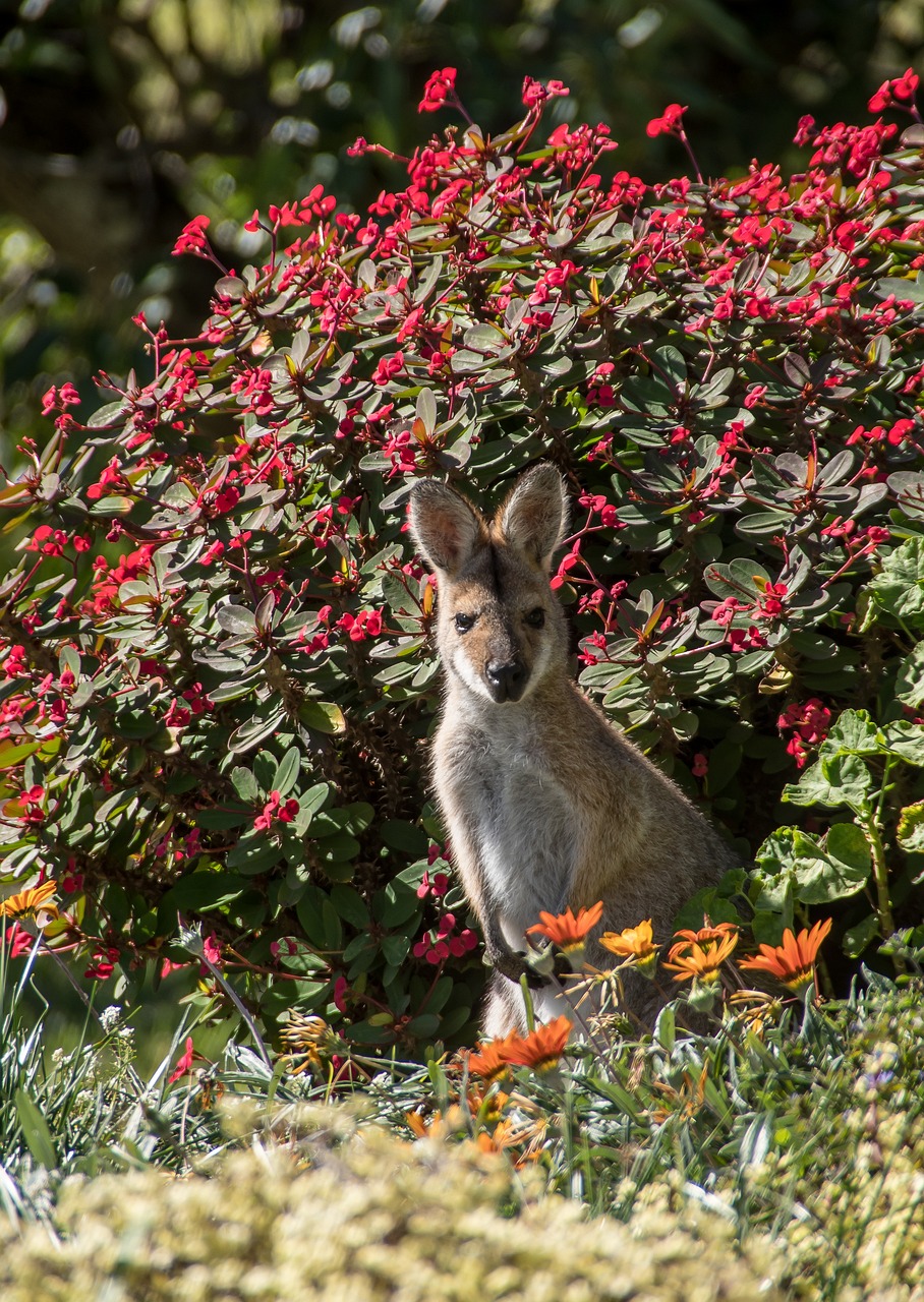 wallaby, young, rednecked wallaby, brown, grey, fur, curious, australia, queensland, marsupial, wild, kangaroo, wallaby, australia, australia, australia, australia, queensland, kangaroo, kangaroo, kangaroo, kangaroo, kangaroo